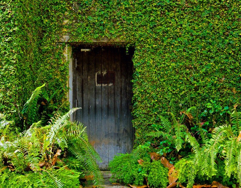 door covered in ivy and ferns