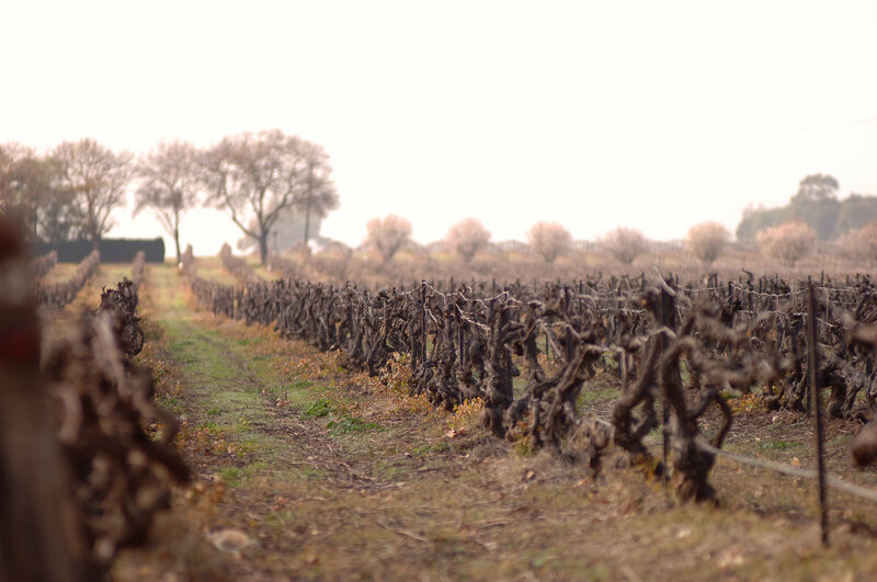 Dormant Grapevines in Field