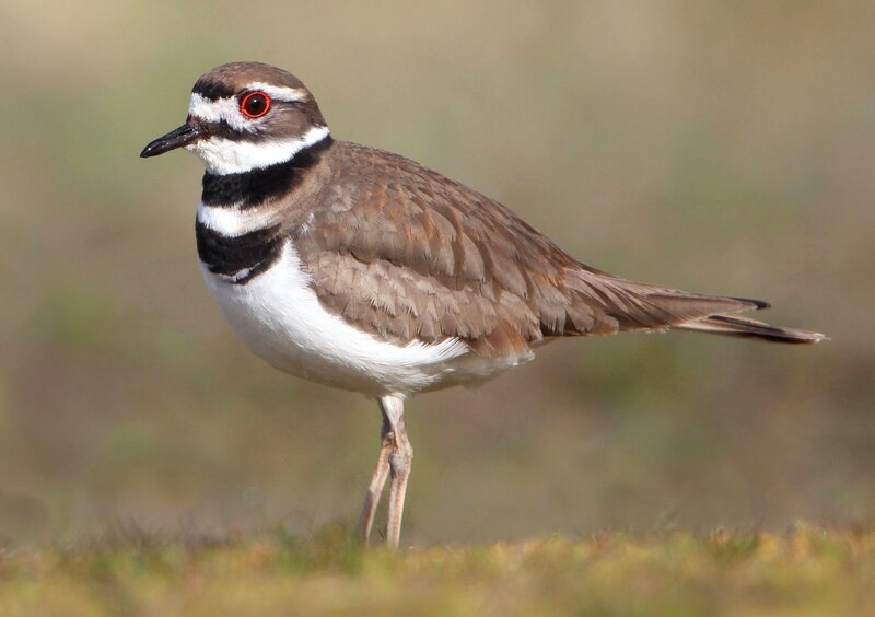Double-banded plover bird