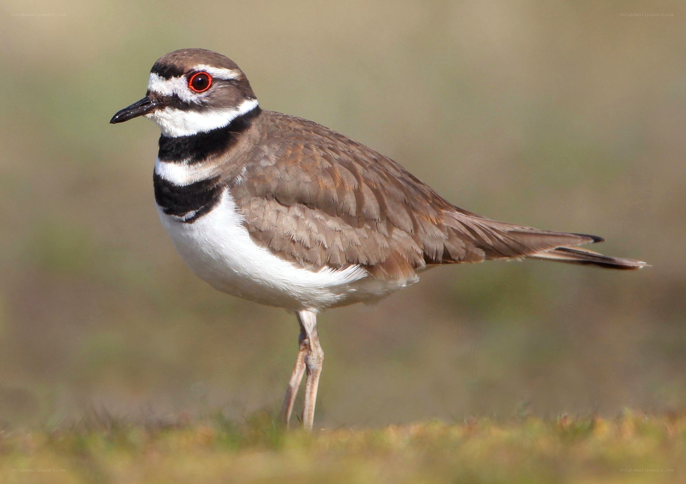 Double-banded plover bird