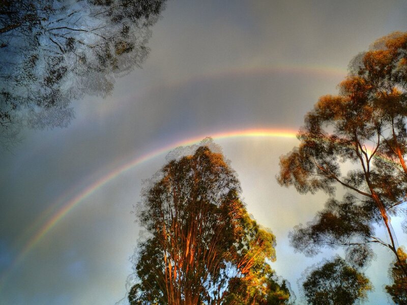 Double Rainbow over Trees — Gray