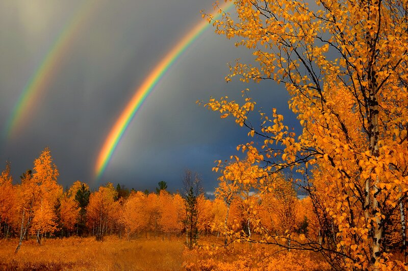 Double Rainbow over Trees — Orange, Dramatic