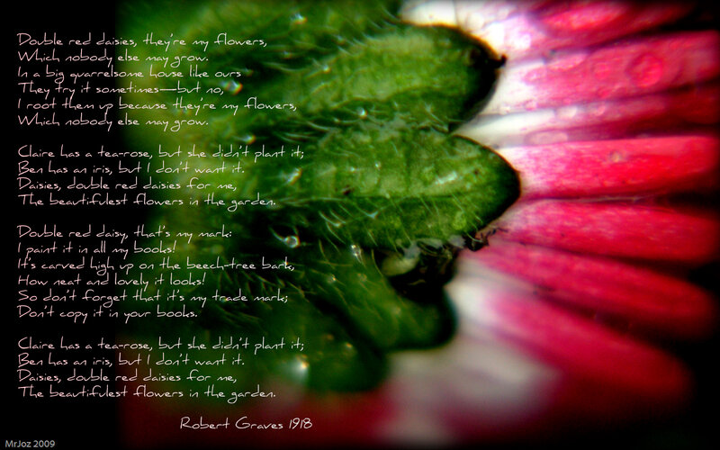 Double Red Daisies Poem