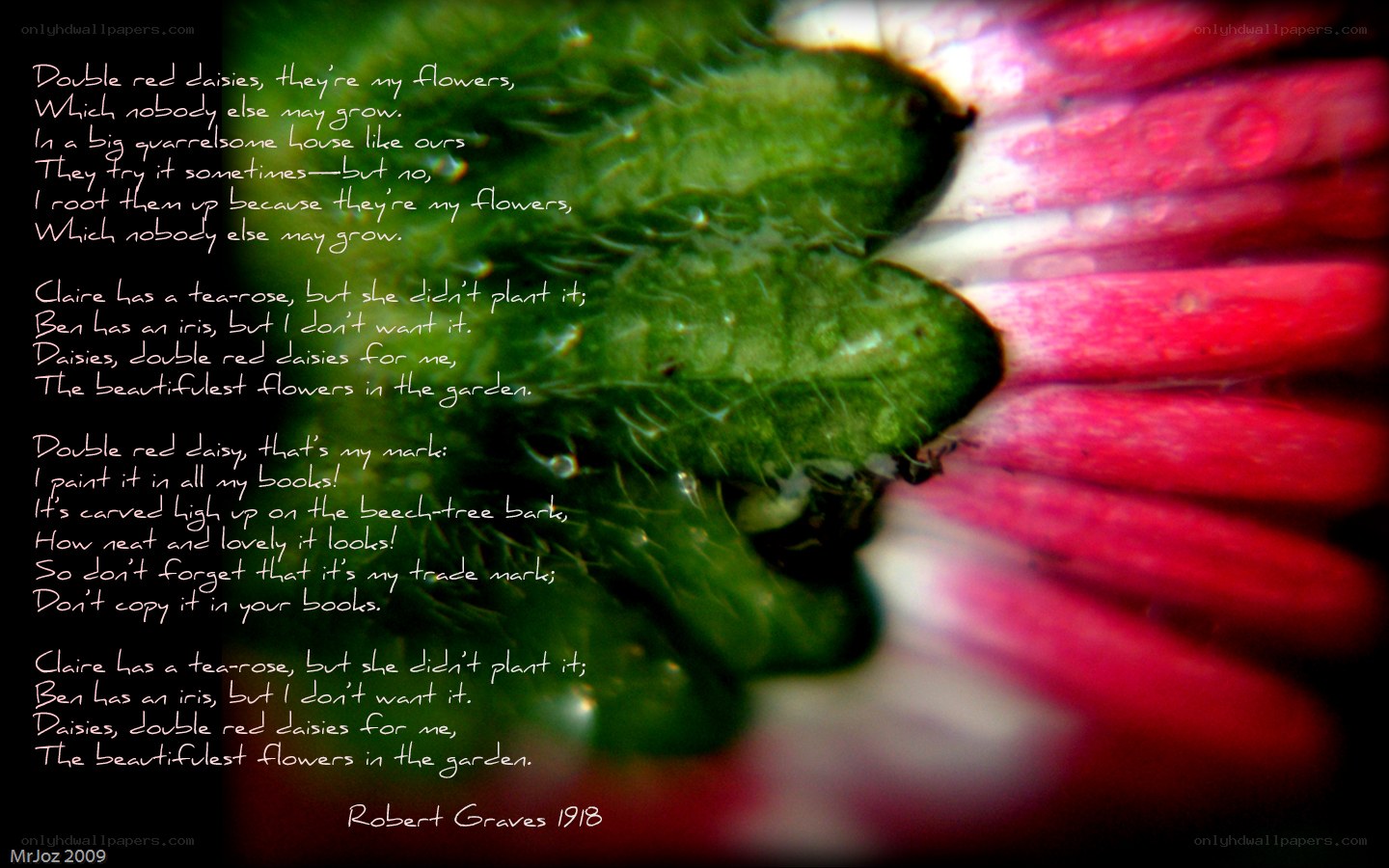 Double Red Daisies Poem