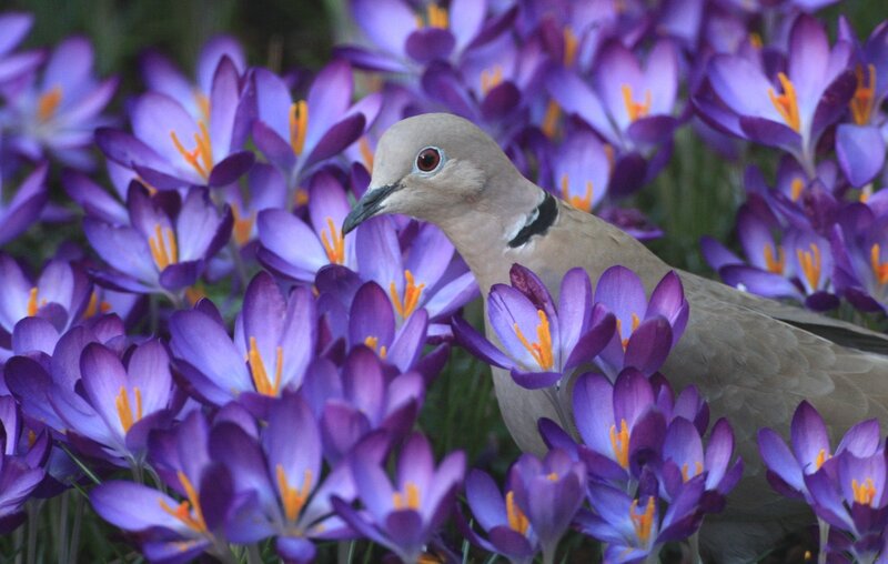 Dove Among Crocuses