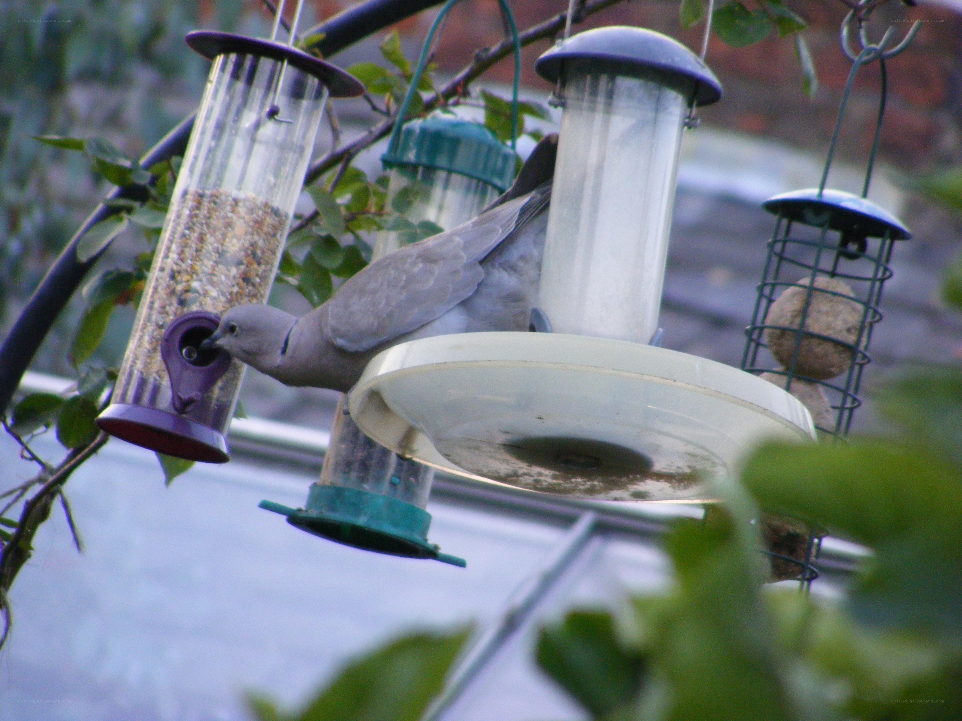 dove at a bird feeder