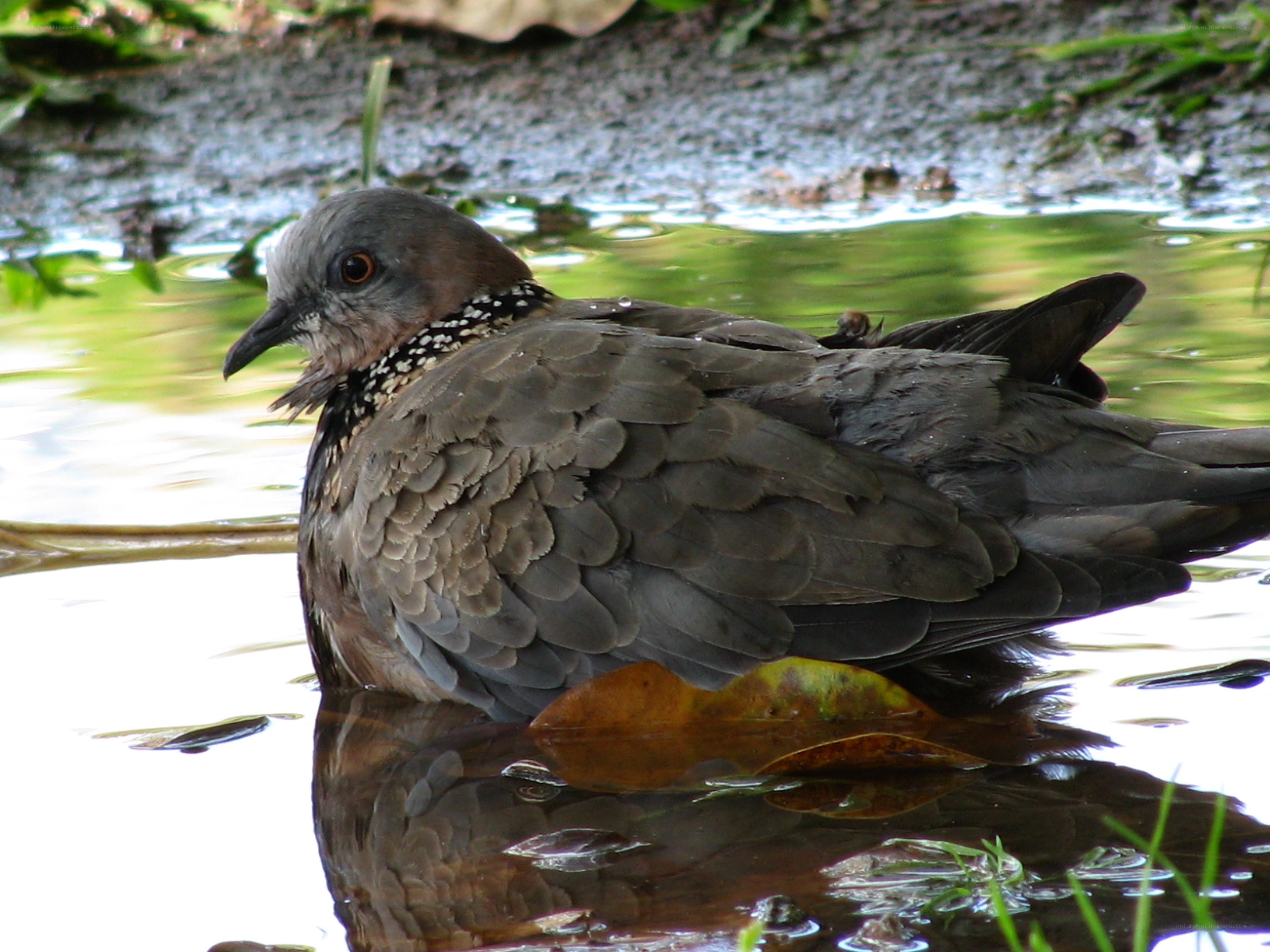 dove bathing in water