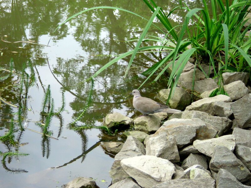 Dove by the pond