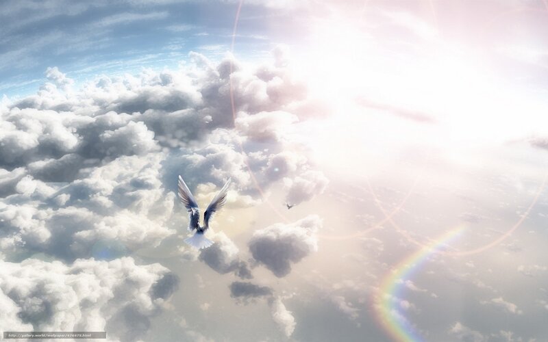 Dove flying above clouds