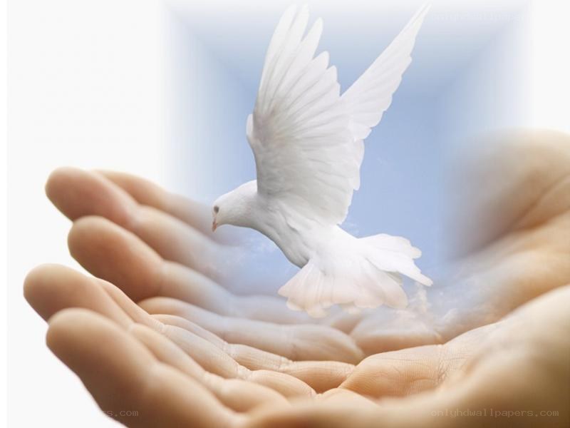 dove flying from hands