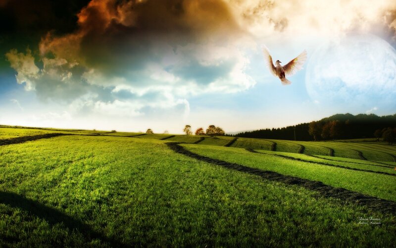 Dove flying over green fields