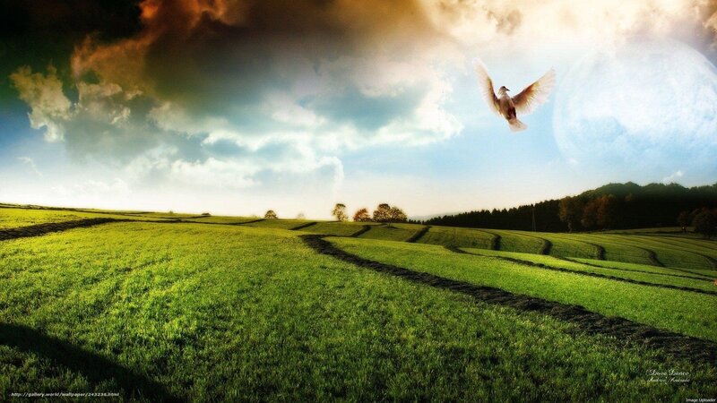 Dove flying over green fields