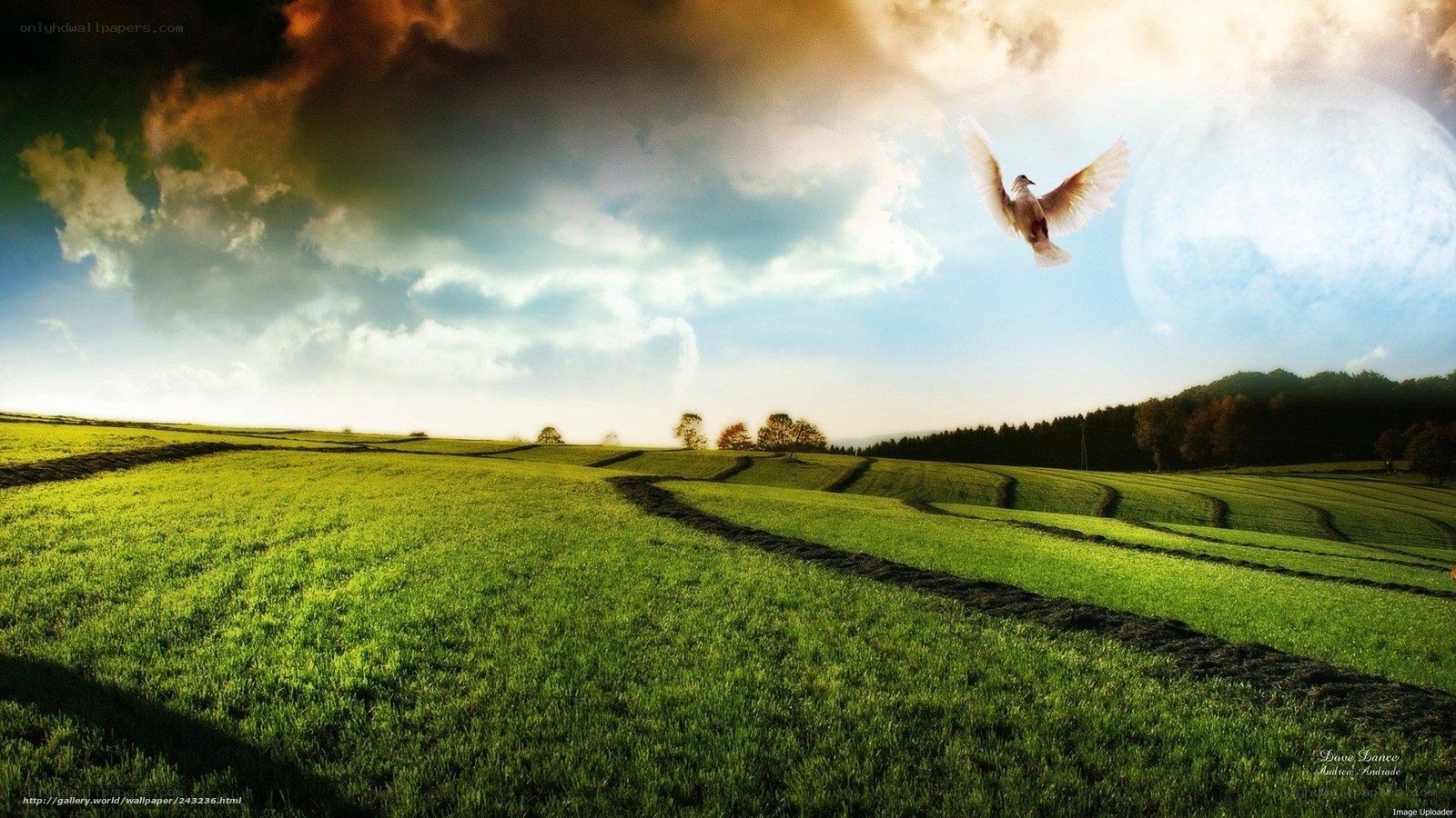 Dove flying over green fields