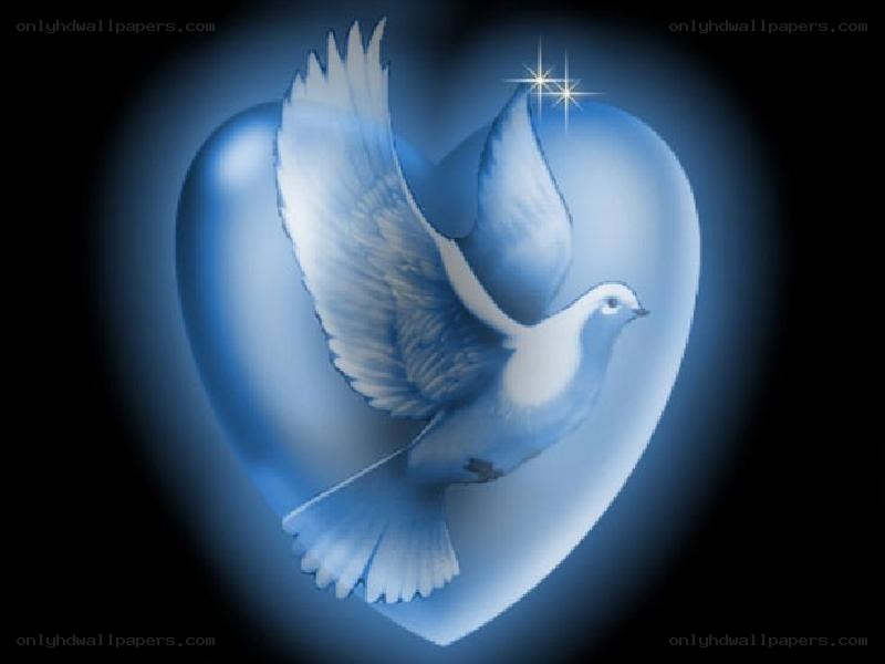dove in a blue heart