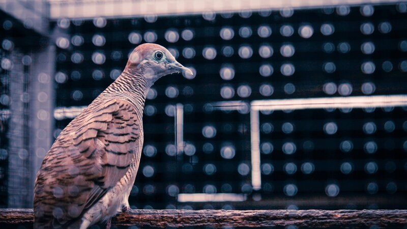 dove in a cage