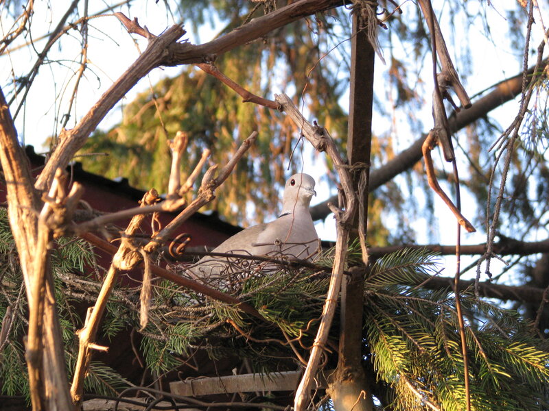 dove in a nest