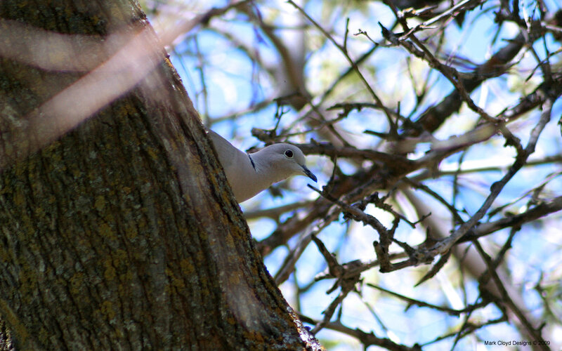 dove in a tree