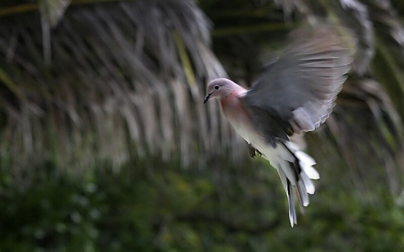 dove in flight