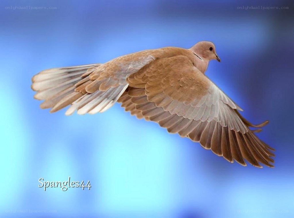 dove in flight against blue sky