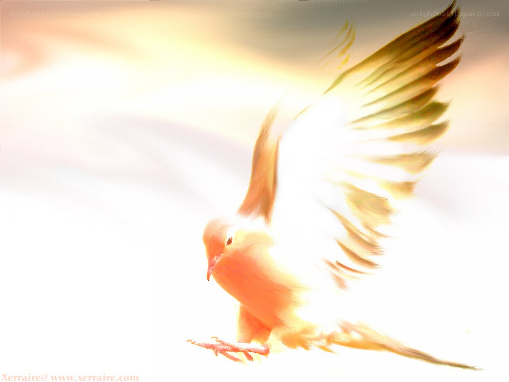 dove in golden light