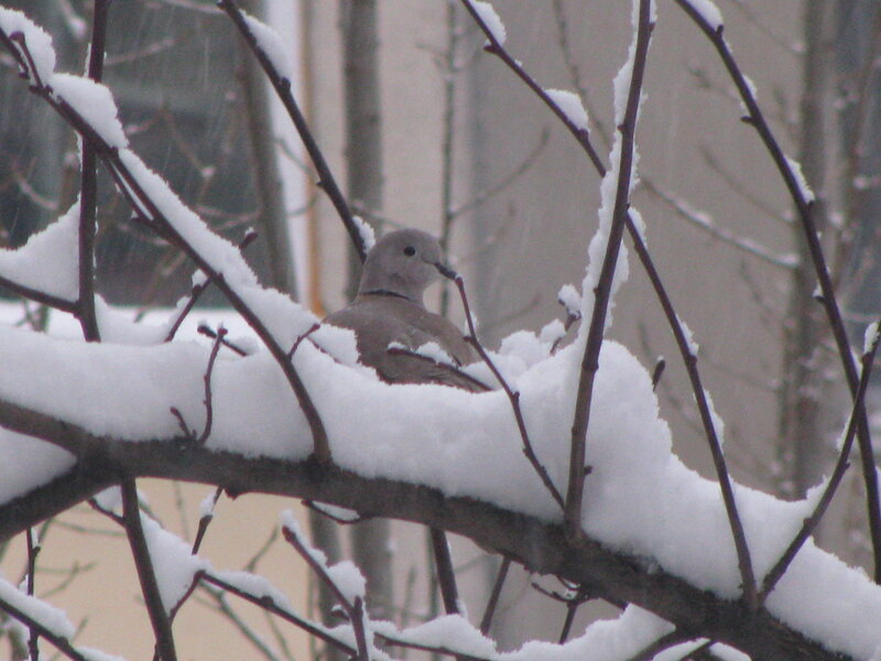 Dove in Snow-covered Branch