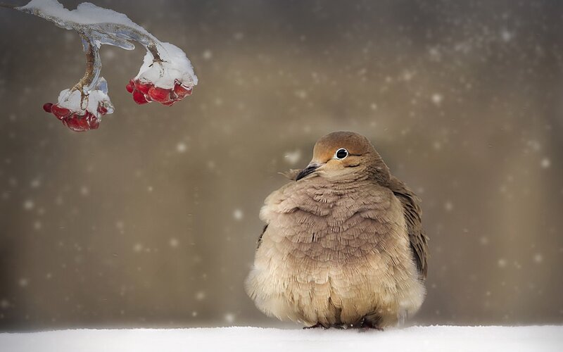 Dove in Snow