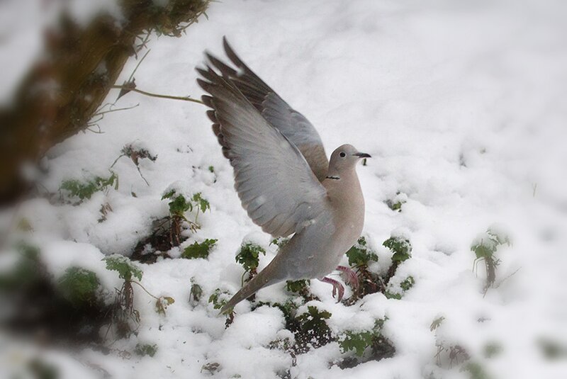 Dove in Snow — White