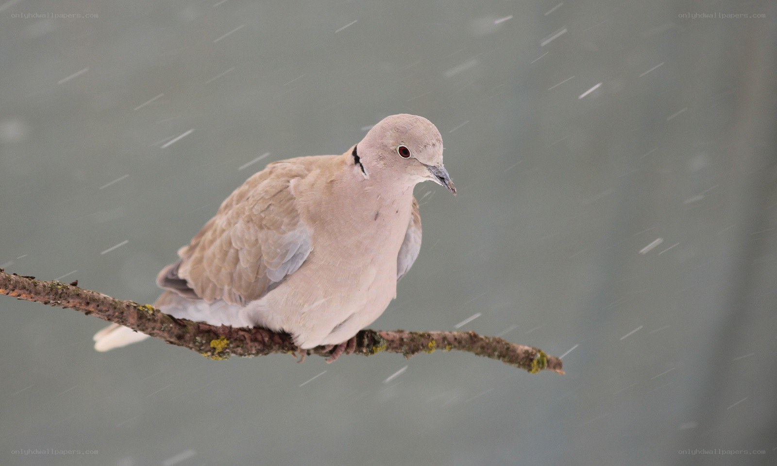 dove in the snow