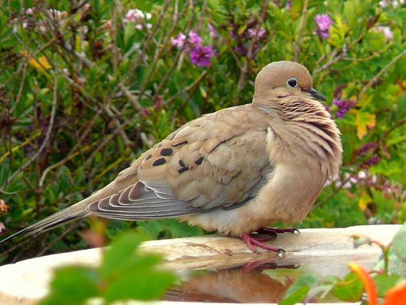 dove on a birdbath