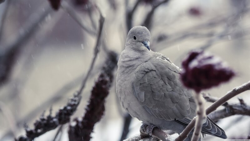 Dove on a Branch — Gray