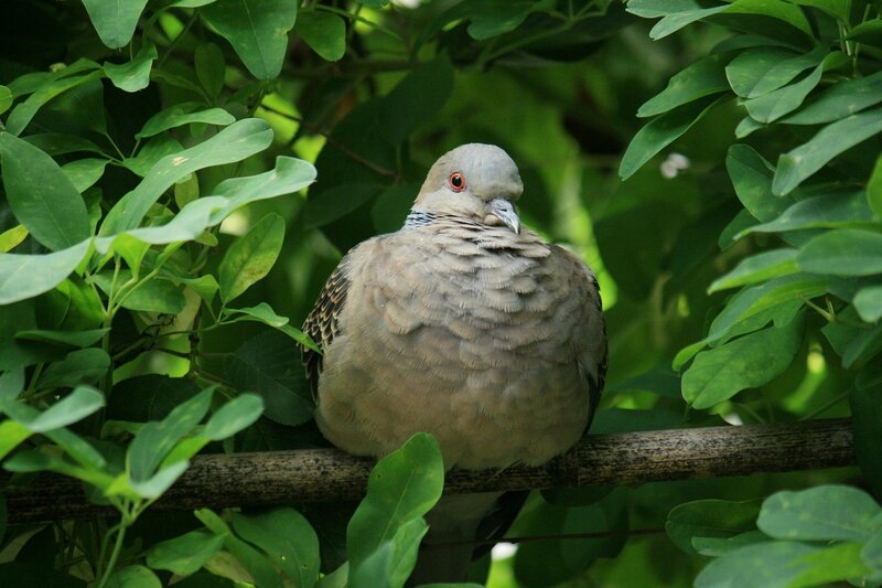 Dove on a Branch — Green