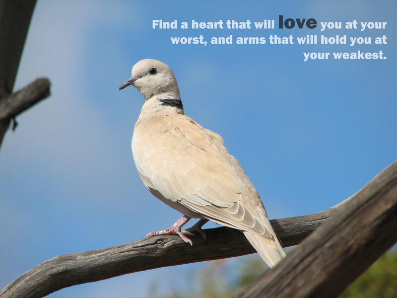 dove on a branch
