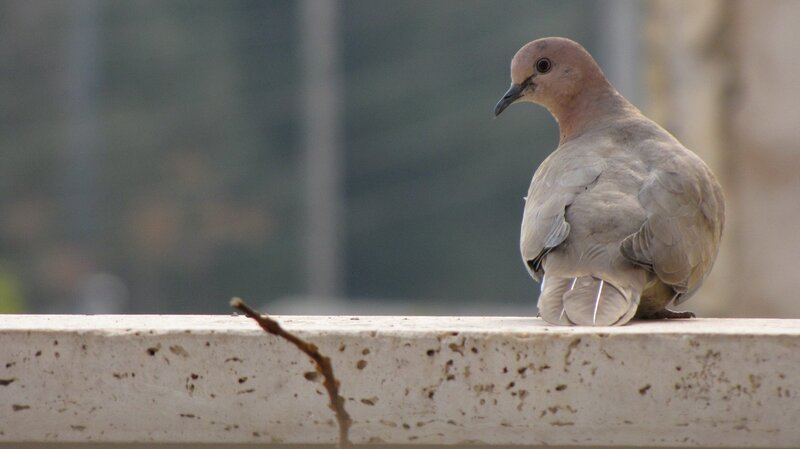 dove on a concrete ledge