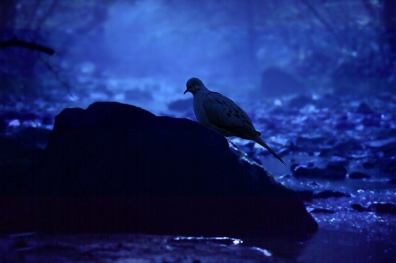 dove on a rock at night