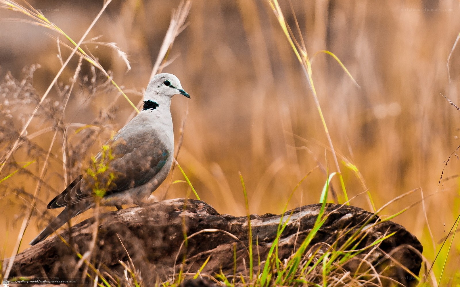 dove on a rock in grass