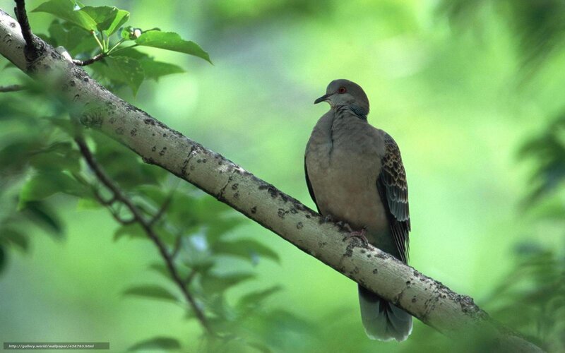 dove on a tree branch