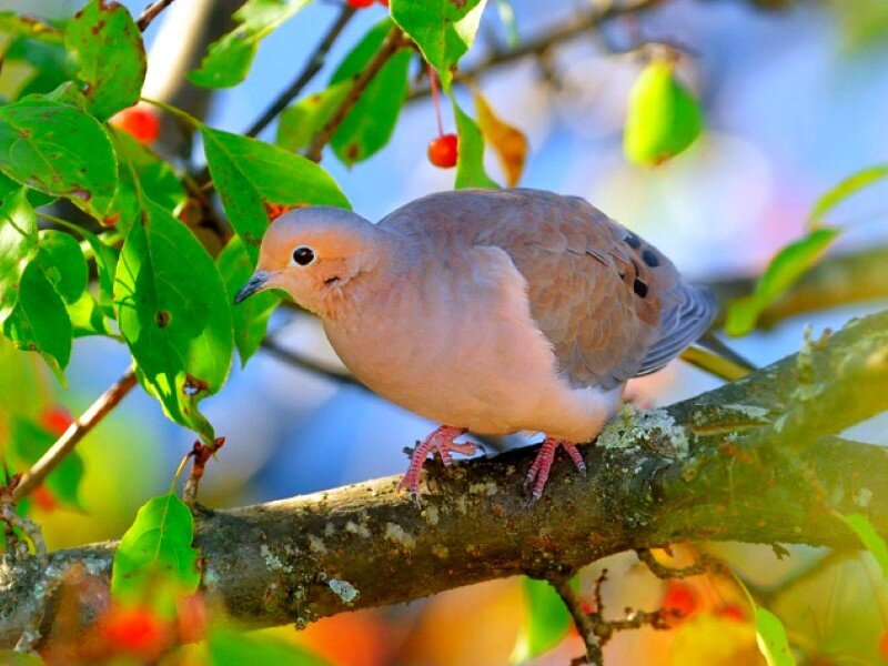 dove on a tree branch