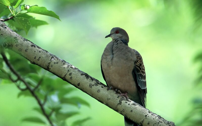 Dove on a Tree Branch — Green, Serene, Morning