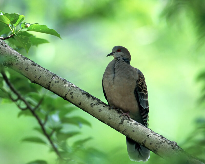 Dove on a Tree Branch — Green, Serene