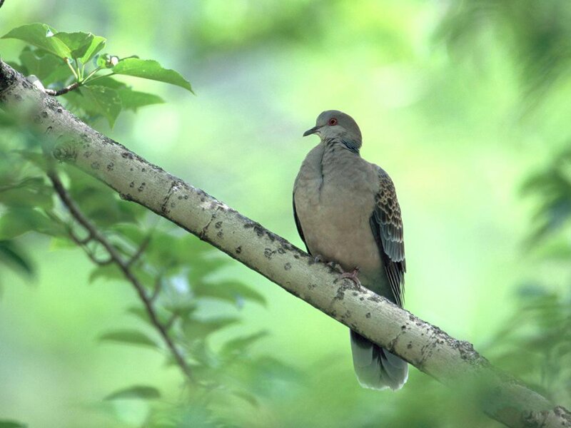 Dove on a Tree Branch — Green
