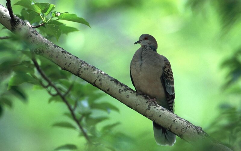 dove on a tree branch