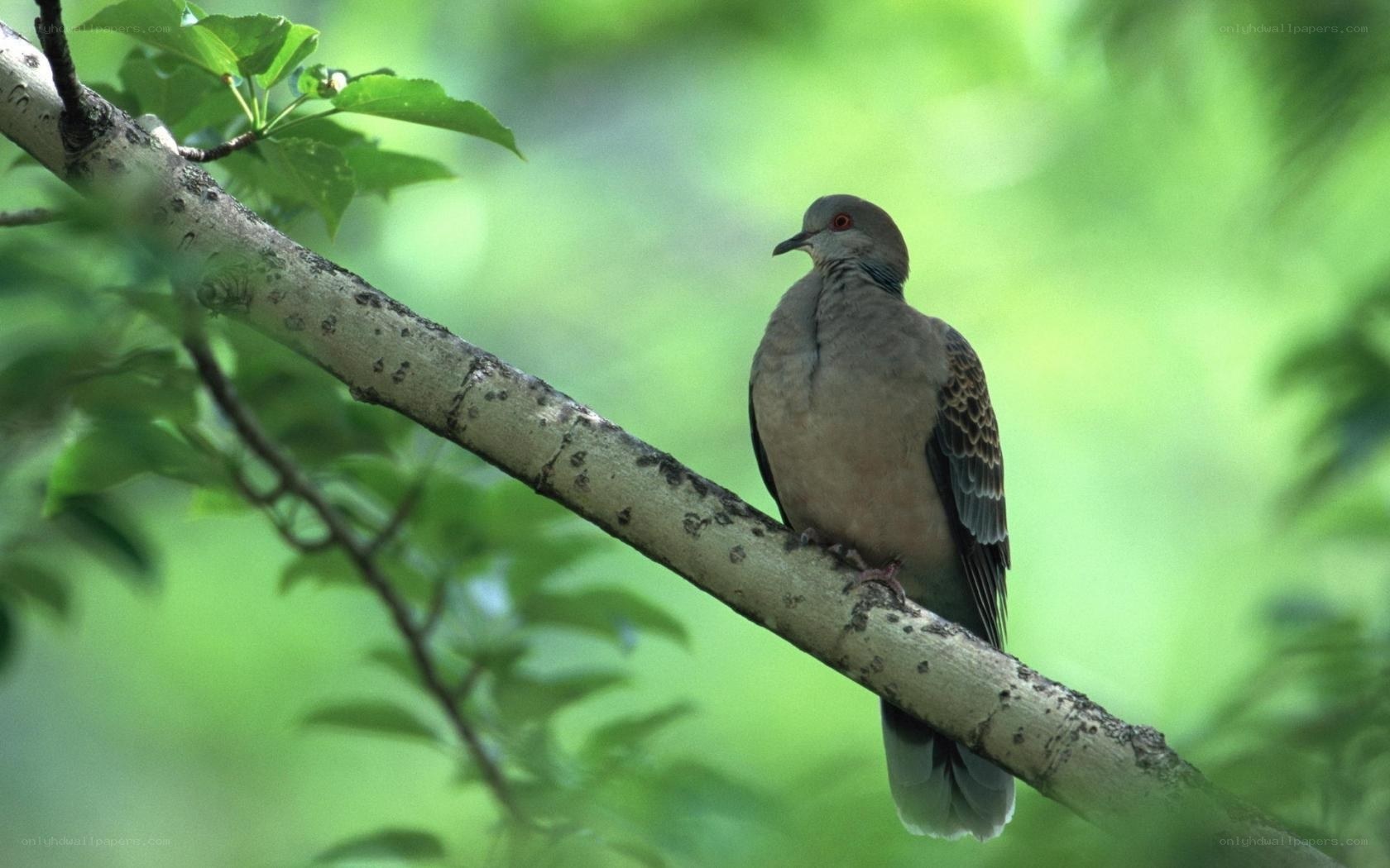dove on a tree branch