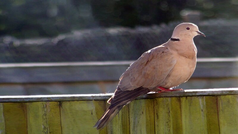 dove on a wooden fence
