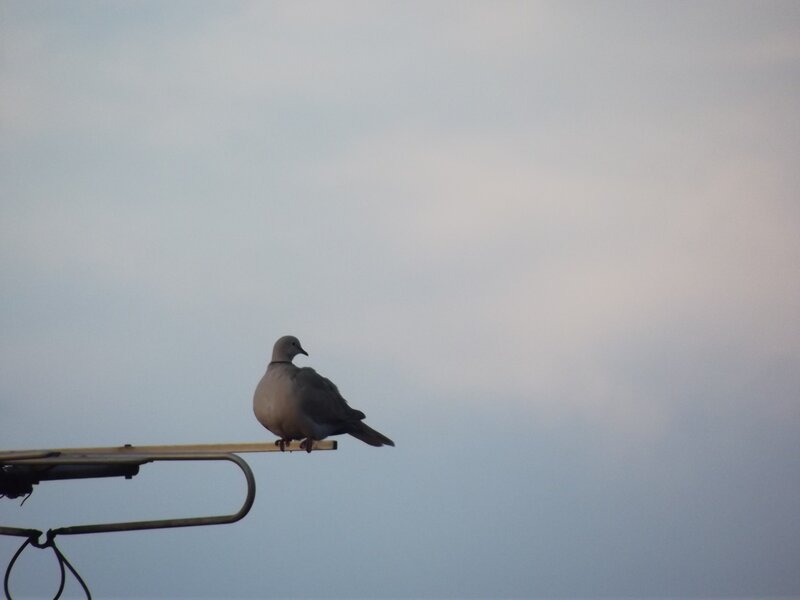 Dove on Antenna