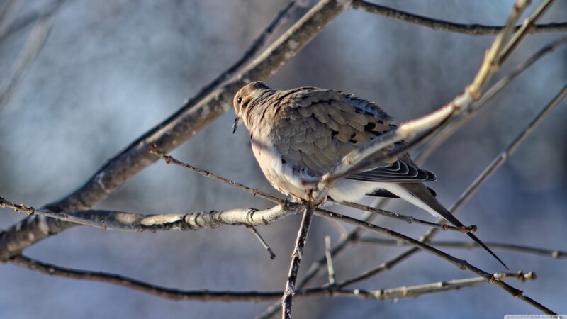 Dove on Bare Branch