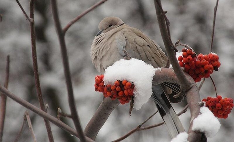 Dove on Berry Branch