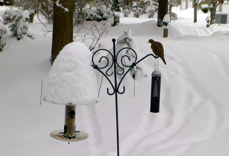 Dove on Bird Feeder