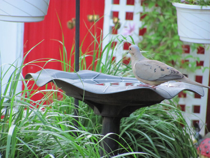Dove on Birdbath