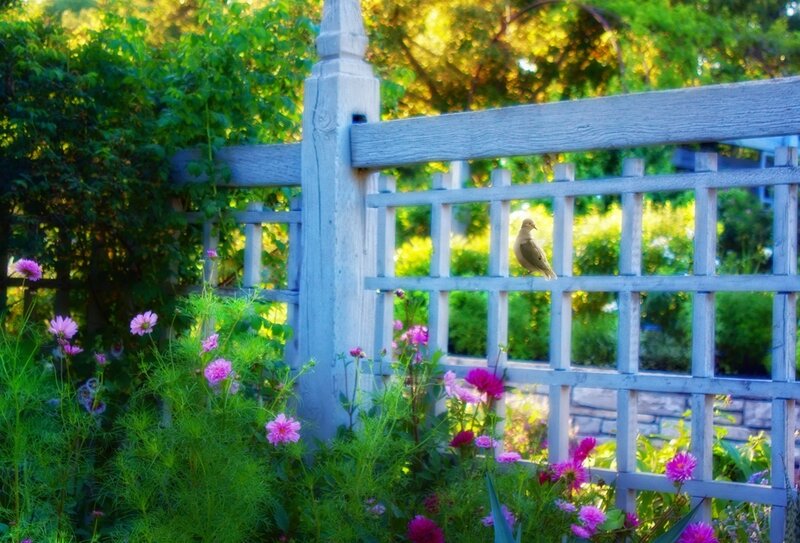 Dove on Garden Fence