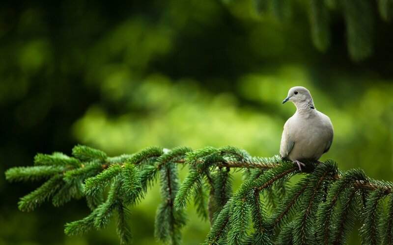 Dove on Pine Branch